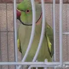 درة ذكر للبيع