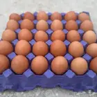 بيض مخصب لهمان بيور ام واب