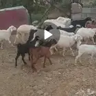 بهم للبيع رخال طليان عنق الموقع النماص
