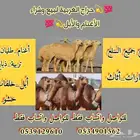 قروب لبيع وشرا الاغنام والابل