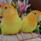 للبيع زوج ببغاء الروز أليف لعوب مغرد حبوب يجنان