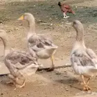 وز بلدي للبيع