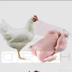 مسلخ دجاج لاحم دجاج أمهات دجاج بلدي سلخ على شرط يوجد لدينا ت