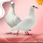 مطلوب شريك ممول مشروع حمام لاحم