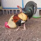 بيض دجاج عربي ترثه