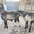 طليان سواكن نوادر
