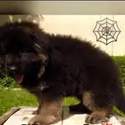 جيرمن شيبرد مستوى عالمى