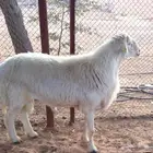 غنم حريات اضاحي شحم ولحم تربية