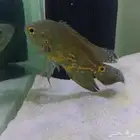 سمكه اوسكار