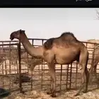 قعود دبياني طيب وابوه منتج وامه طيبه جدا السن حق سبال وممشا