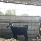 عنز ثنيه للبيع مشروطه شرط مضرع