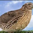 سمان للبيع القنفذه بالتحديد القوز