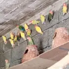 أزواج روز للبيع