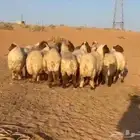 غنم نعيم دفيع للبيع