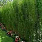 منسق حدائق ونخل