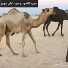 بعير احمر باتلي كفو
