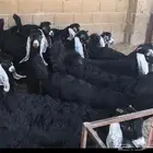مطلوب اجفار ناطحات الفحل