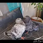 حمام كينج 22