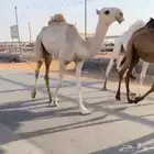 قعود حق سهيل لقي اشقح باتلي ابوه بعيرالجافلي