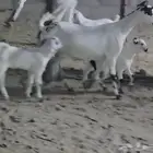عنز متوم فاخرة