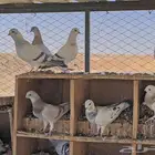 حمام طيور شاميه