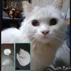 قطه شيرازي مع اولادها عمر شهرين
