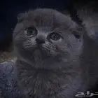 للبيع 4 اناث واحد ذكر كيتن سكوتش فولد وراغدول