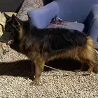 ذكر جيرمن شيبرد شولين دبل كوت