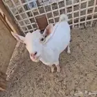 جفره قزميه توفي