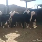 بهم تربية نجد النوعيه المطلوبه نجد   نجد نجديه