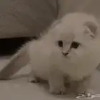 قطط كيتن سكوتش رخيصة