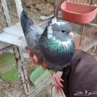 قطايف
