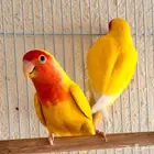 زوج روز منتج ( تم البيع )