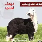 يوجد لدينا بهم نجد فاخر لا يتواصل الا الصامل فقط