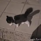 قطه منزليه صغيره مرميه بالشارع