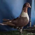 جوز سيكي شامي