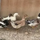 بط كيني للبيع