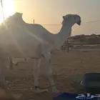 قعود ثني رماني على فاهيان بعير علي الهدلاء إنتاجه طيب