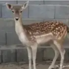 انثى هولنديه