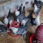 دجاج فيومي و بلدي و يبيض