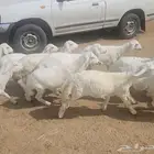 15خروف 2رخال فل شحم ونظافه وشعره ومحصن وجاهز