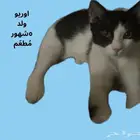 قطط للتبني