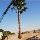 نخل وشنطن ونخيل عربي