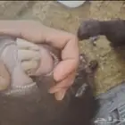 عنز معها تيس وجفره