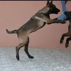 انثى مالينو مستوردة