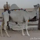 وضحاء طيبه و مجهم طيبه عشاير كلها جاهزه للضراب