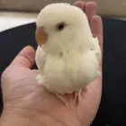 فرخ روز فاخر من الاخر سوبر جانبوا