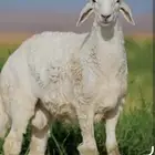 مطلوب 30 حرية مضاريع والا دفيع صغار سن