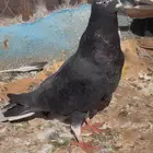 حمام منوع على 10