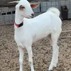 جفار بيشيات